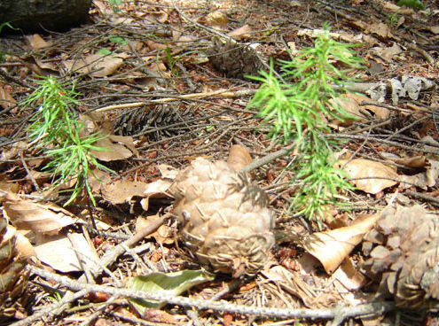 Foret-cherimont  (2).jpg