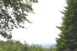 Foret-cherimont  (3).jpg