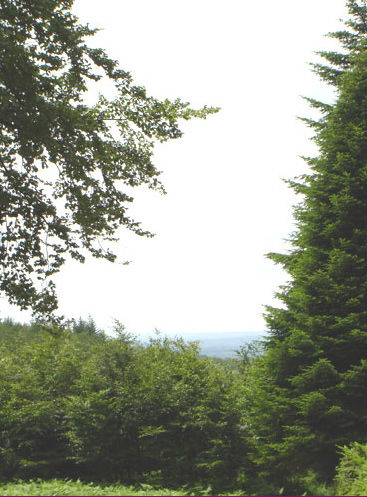 Foret-cherimont  (3).jpg